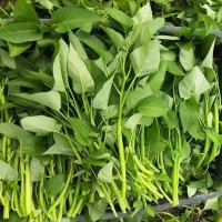 散裝空心菜種子 農(nóng)田菜地盆栽陽臺植空心菜籽多次收